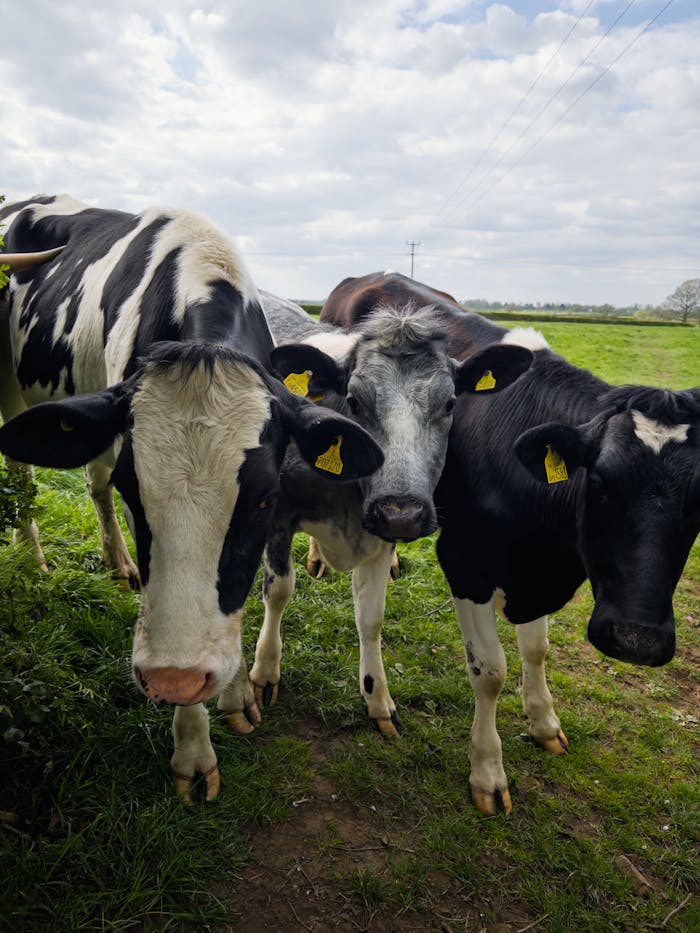 A group of cows standing in a lush green field under a cloudy sky in rural England.
